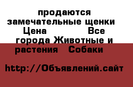 продаются замечательные щенки › Цена ­ 10 000 - Все города Животные и растения » Собаки   